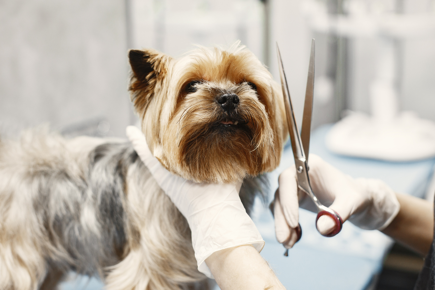 Dog at a Groomer