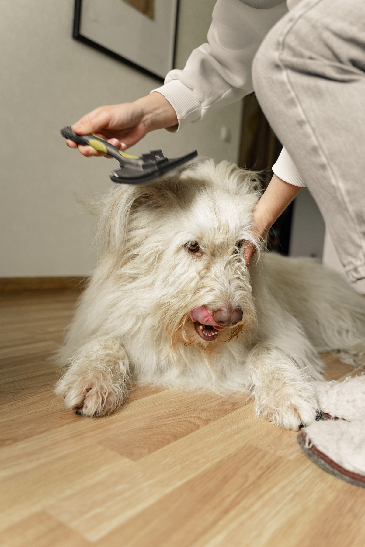 A Person Brushing a Dog